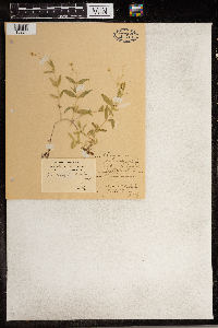 Moehringia lateriflora image