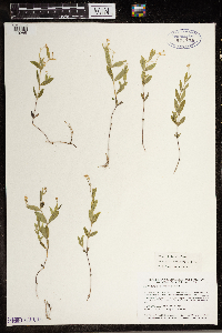 Moehringia lateriflora image