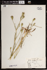 Dianthus armeria image