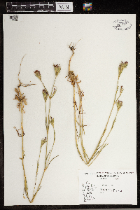 Dianthus armeria image
