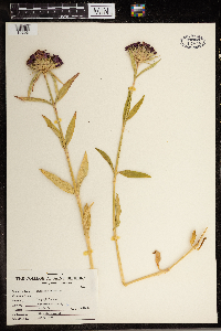 Dianthus barbatus image