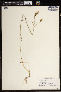 Dianthus armeria image