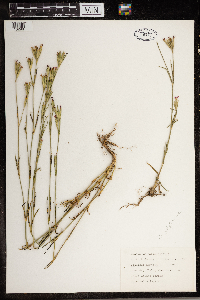 Dianthus armeria image