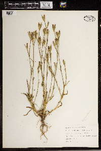 Dianthus armeria image