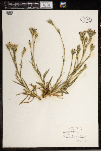 Dianthus armeria image