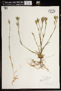 Dianthus armeria image
