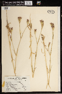 Dianthus armeria image