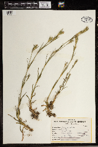 Dianthus armeria image