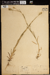 Dianthus armeria image