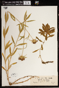 Dianthus barbatus image