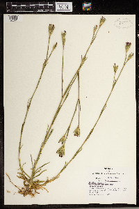 Dianthus armeria image