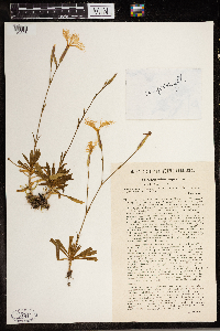 Dianthus superbus image