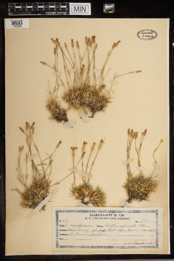 Dianthus subacaulis image