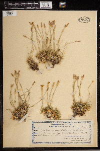 Media resource of Dianthus subacaulis