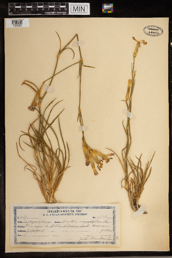 Dianthus caryophyllus image