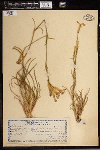 Media resource of Dianthus caryophyllus