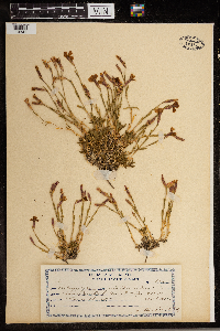 Dianthus deltoides image