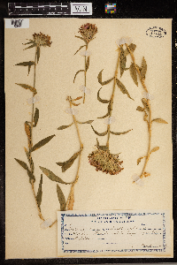 Dianthus barbatus image