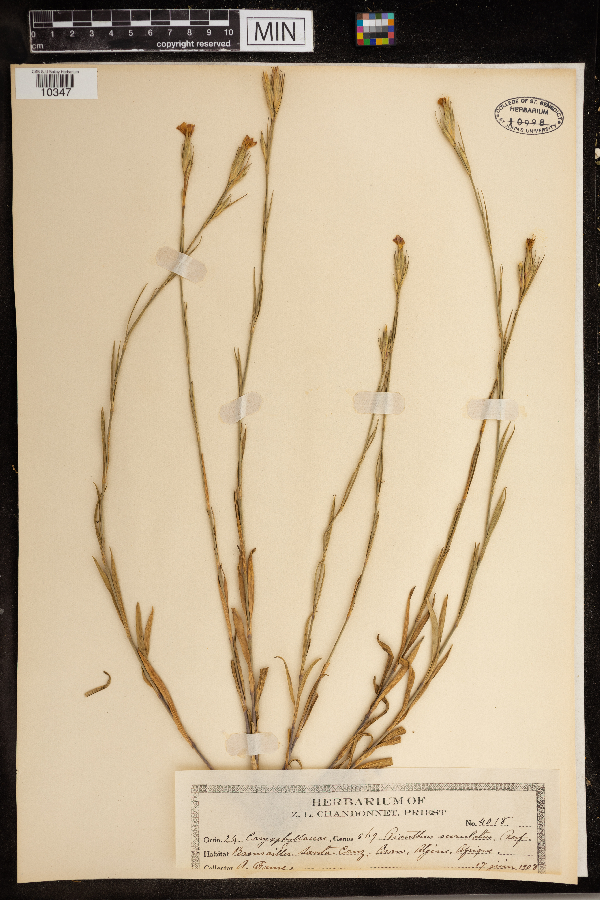 Dianthus serrulatus image