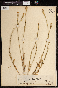 Media resource of Dianthus serrulatus