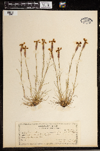 Media resource of Dianthus sylvestris