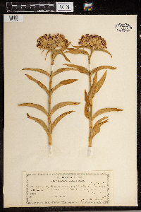 Dianthus barbatus image