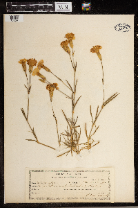 Dianthus plumarius image