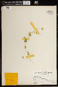 Media resource of Drymaria cordata