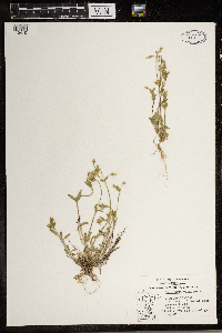 Cerastium vulgatum image