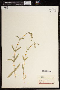 Cerastium vulgatum image