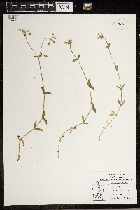 Cerastium vulgatum image