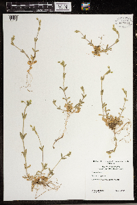 Cerastium vulgatum image