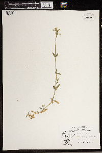 Cerastium vulgatum image