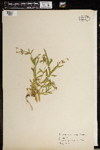 Cerastium vulgatum image