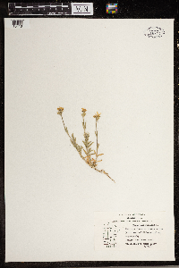 Cerastium vulgatum image