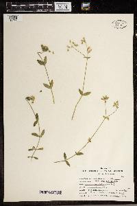 Cerastium vulgatum image