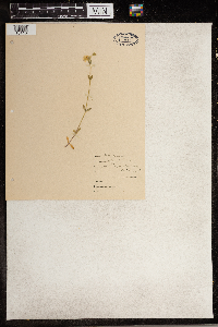 Cerastium vulgatum image