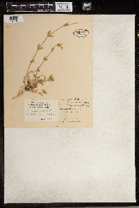 Cerastium fontanum image