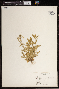 Cerastium vulgatum image