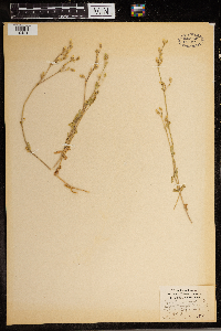 Cerastium vulgatum image