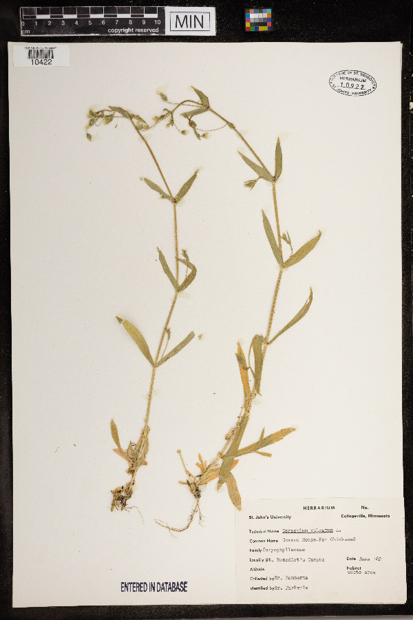 Cerastium vulgatum image