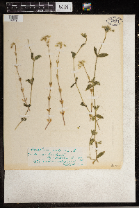 Cerastium vulgatum image