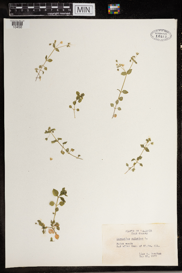 Cerastium fontanum image