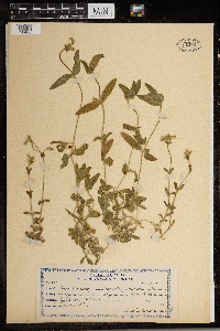 Cerastium vulgatum image