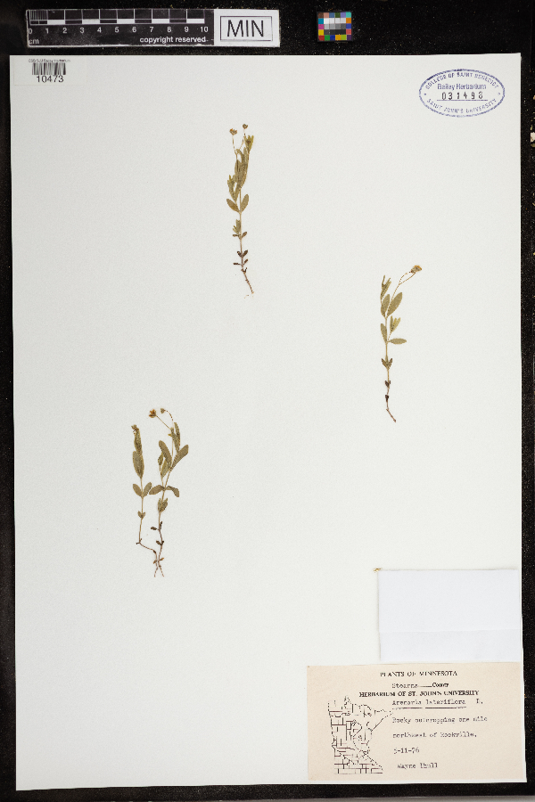 Moehringia lateriflora image