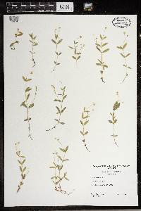 Moehringia lateriflora image