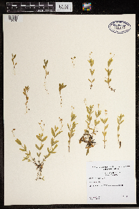 Moehringia lateriflora image