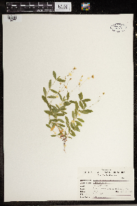 Moehringia lateriflora image