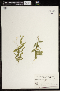 Moehringia lateriflora image