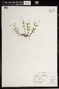 Moehringia lateriflora image